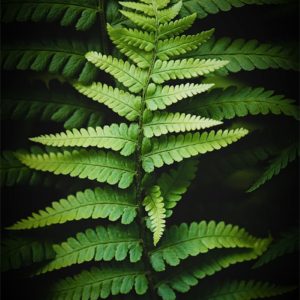Photo de fougère #23