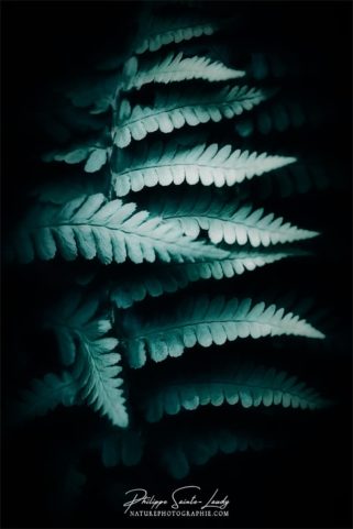 Photo de fougère #24