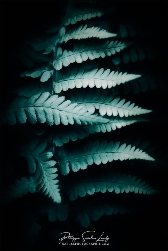 Photo de fougère #24