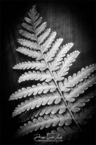 Photo de fougère #4