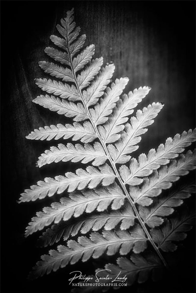 Photo de fougère #4