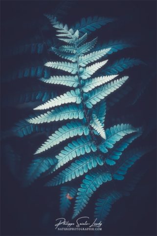 Photo de fougère #5