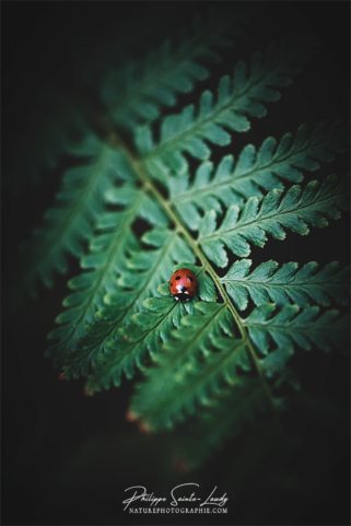 Photo de fougère #6