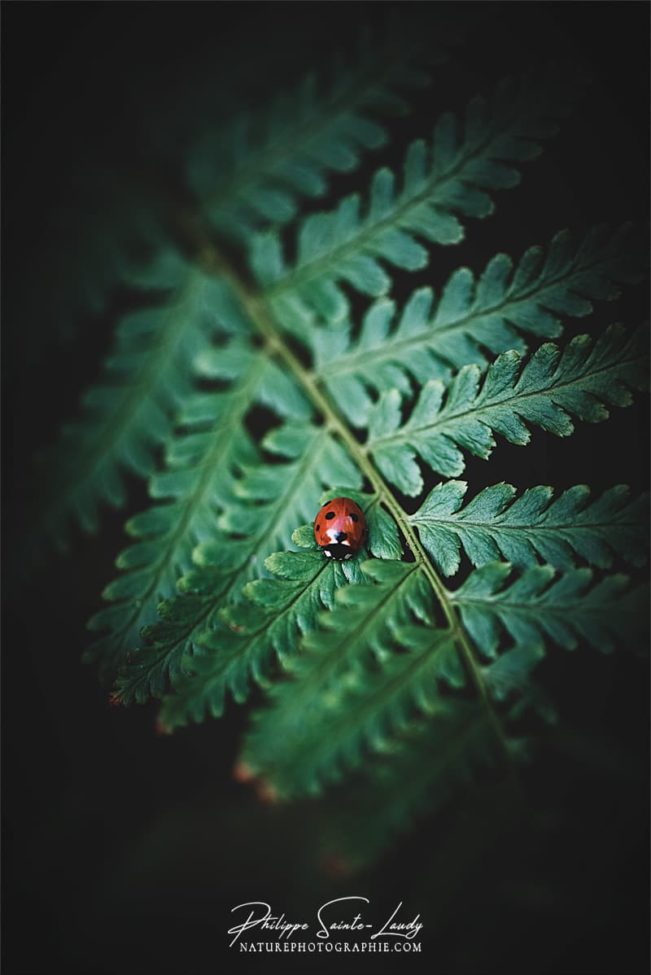 Photo de fougère #6