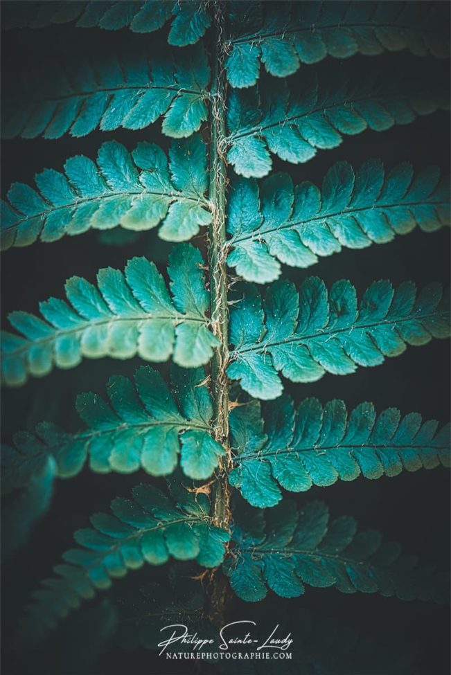 Photo de fougère #7