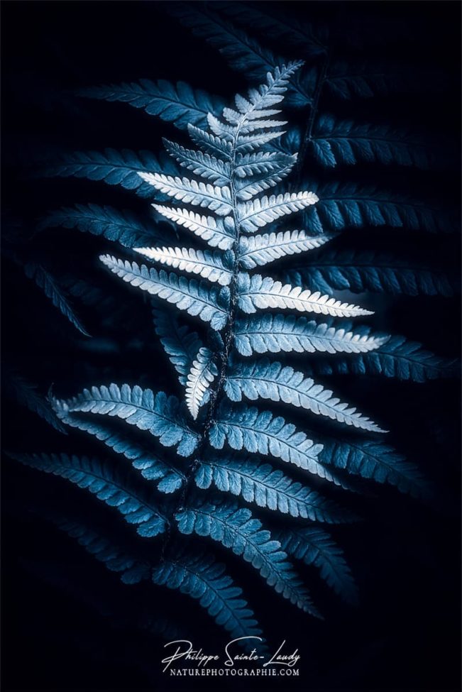 Photo de fougère #9