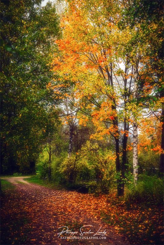 Belles couleurs d'automne en forêt