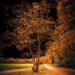 Arbre en automne devant un ciel noir