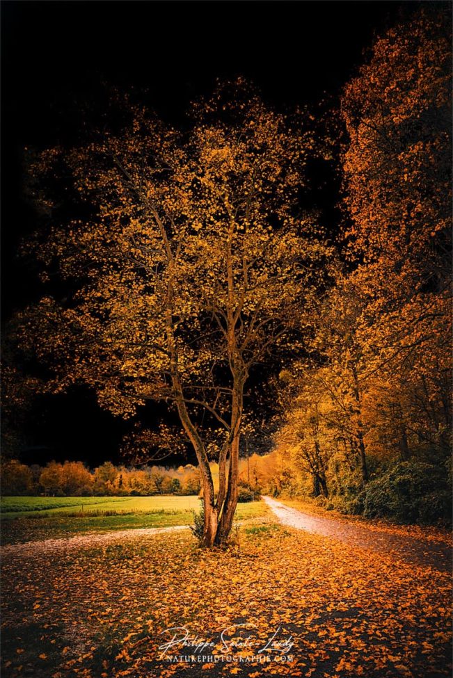 Arbre en automne devant un ciel noir