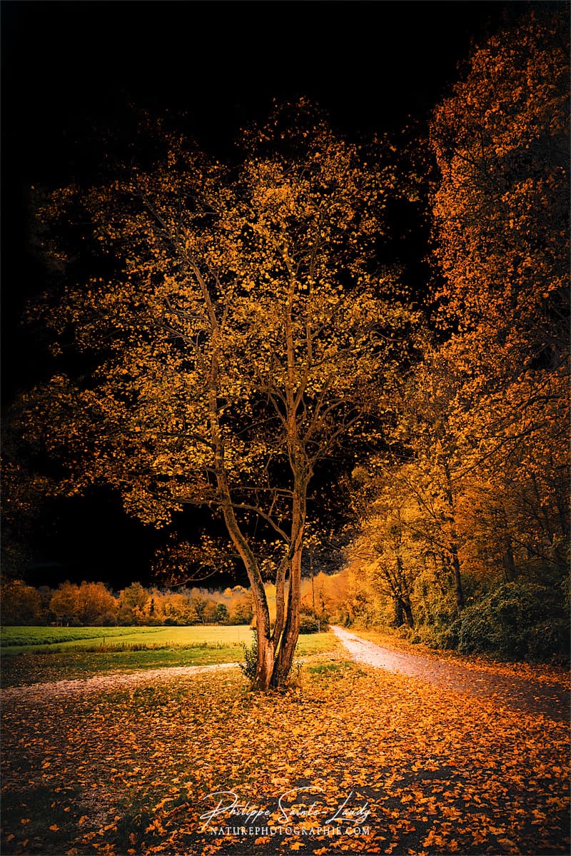 Arbre en automne devant un ciel noir