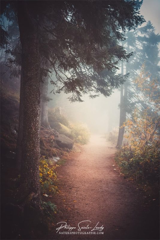 Brouillard sur les sentiers autour du lac Mummel en Allemagne