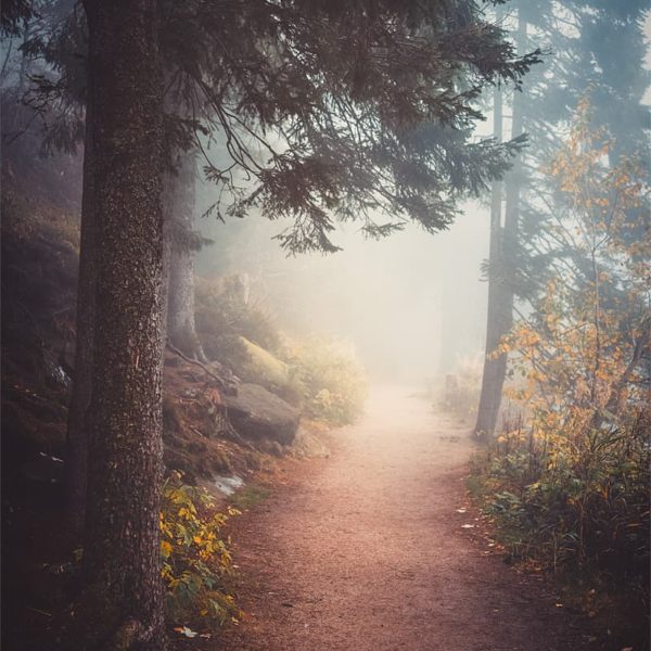 A Journey in the Mist Brouillard sur les sentiers autour du lac Mummel en Allemagne