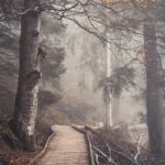 Ambiance d'automne sur les sentiers en forêt