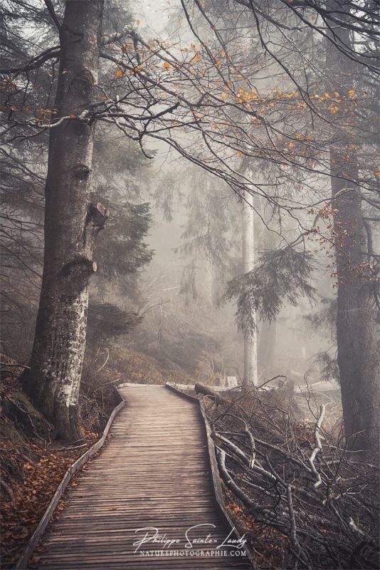 Ambiance d'automne sur les sentiers en forêt