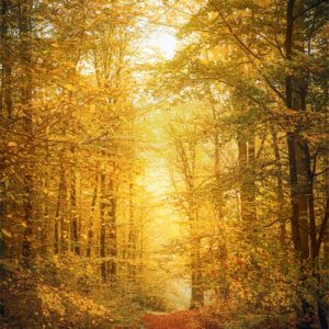 Lumière dans une forêt en automne