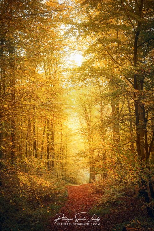 Lumière dans une forêt en automne