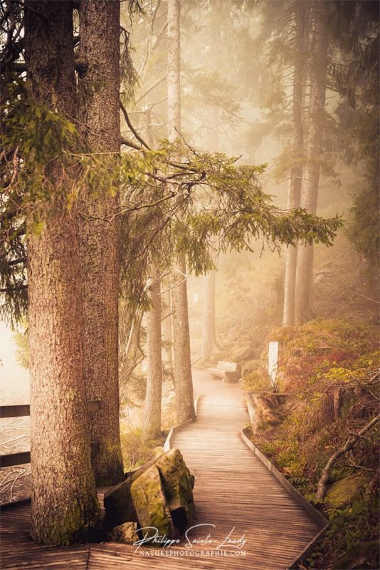 Photo de brouillard sur des sentiers en forêt