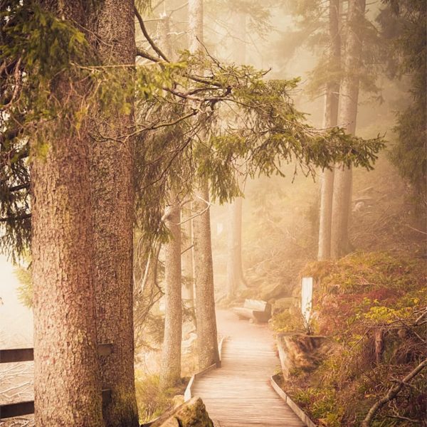 A Warm Welcome Photo de brouillard sur des sentiers en forêt