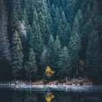 Un arbre jaune au milieu de sapins au Lac Vert