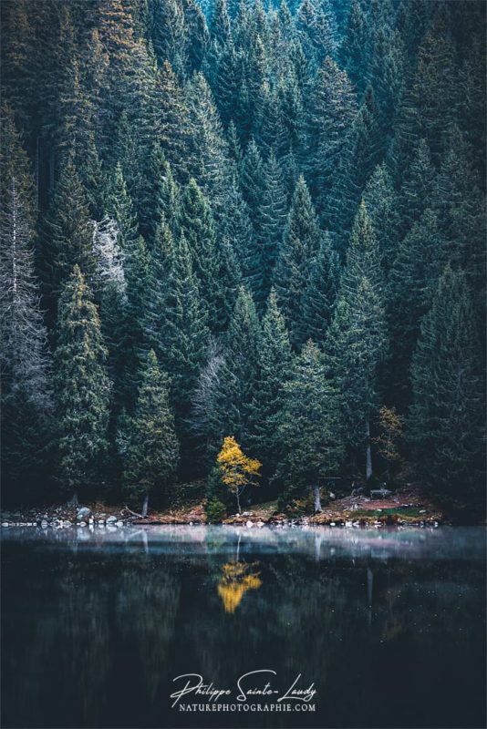 Un arbre jaune au milieu de sapins au Lac Vert