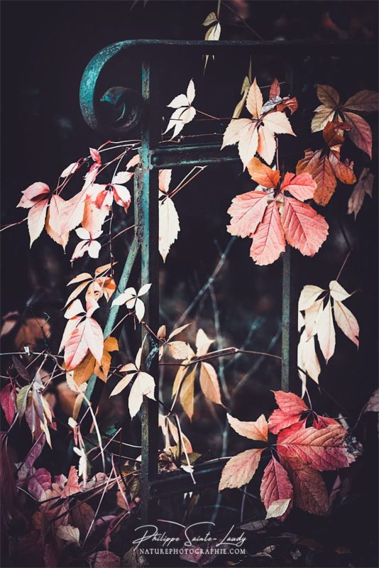 Feuilles rouges sur la rampe d'un vieille escalier