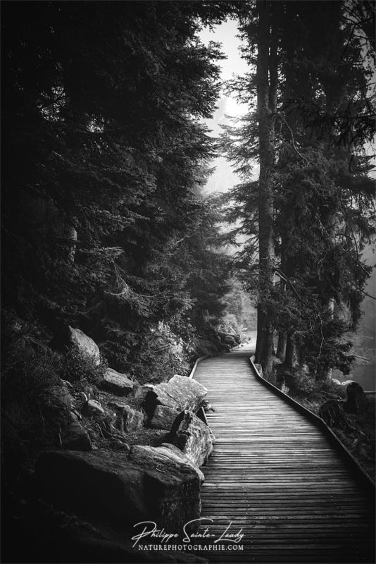 Forêt en noir et blanc sur les sentiers du Mummelsee