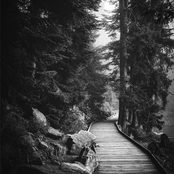 Autumn Alley Forêt en noir et blanc sur les sentiers du Mummelsee