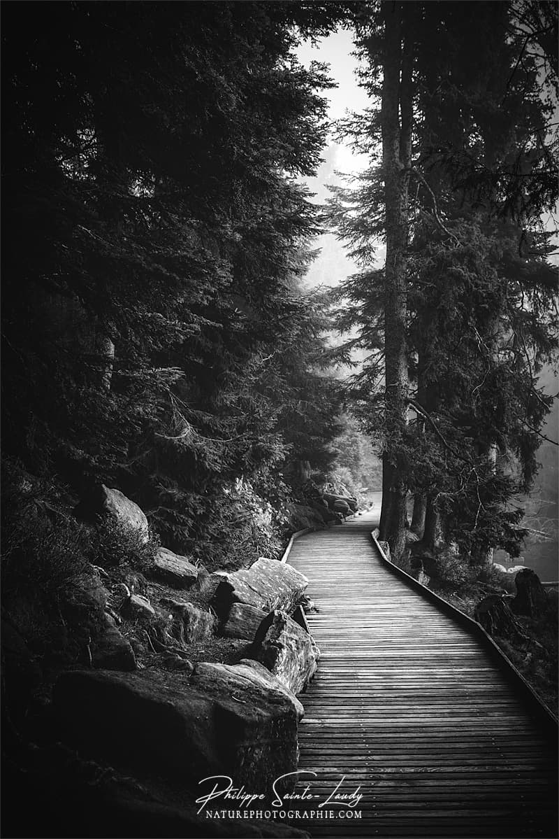  Photos  noir  et blanc La galerie photo  de Nature Photographie