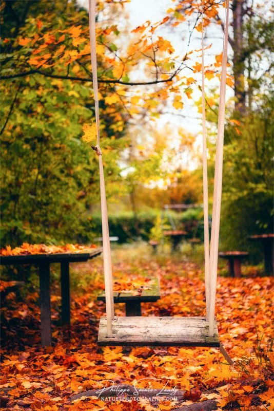 Une balançoire dans une forêt en automne