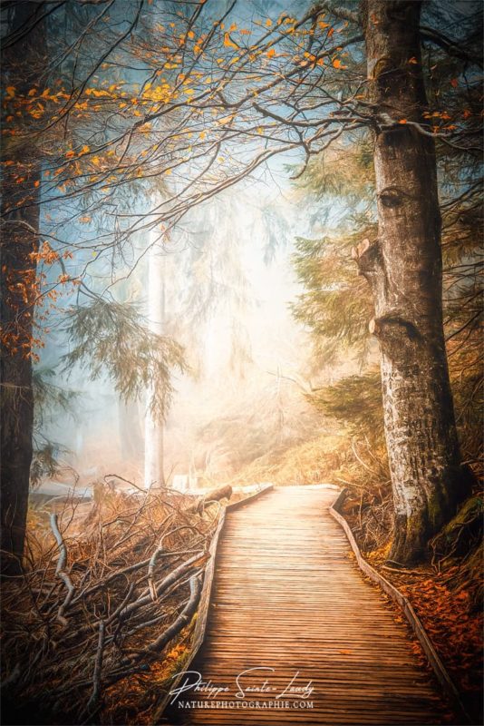 Paintographie d'un chemin dans une forêt en automne