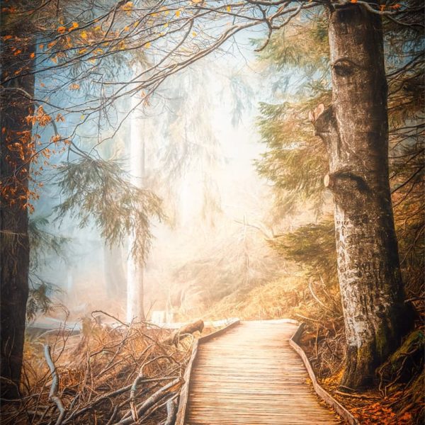 Autumn Festival Time Paintographie d'un chemin dans une forêt en automne