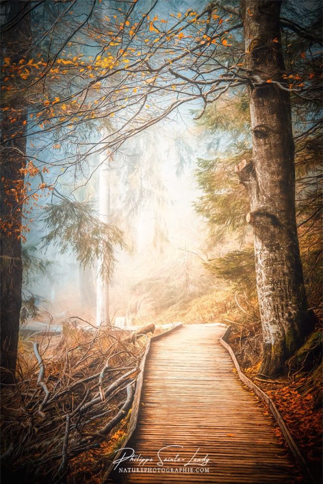 Paintographie d'un chemin dans une forêt en automne