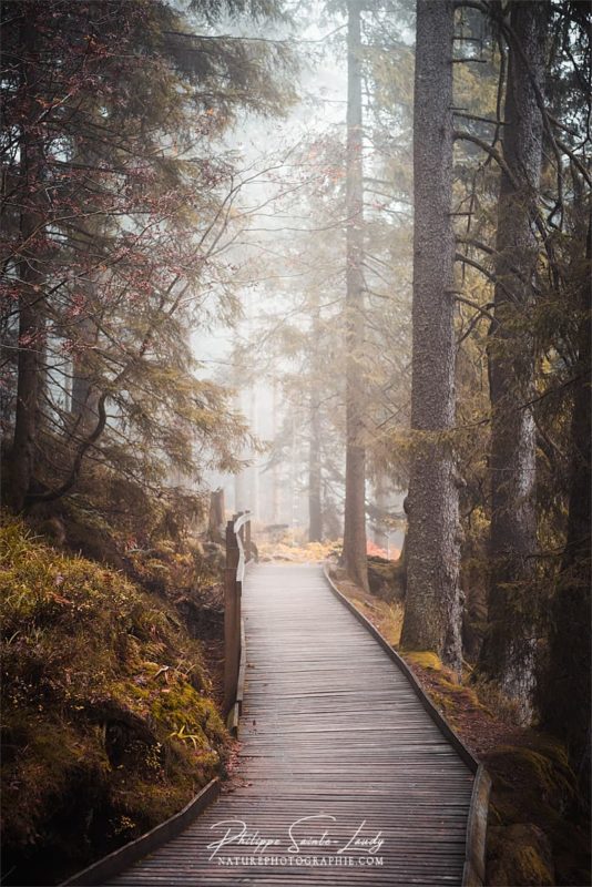 Promenade sur les sentiers autour du Mummelsee