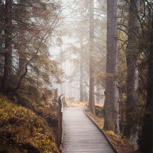 Autumn Lane Promenade sur les sentiers autour du Mummelsee