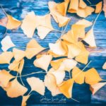 Feuilles de ginkgo en paintographie sur une table en bois bleue