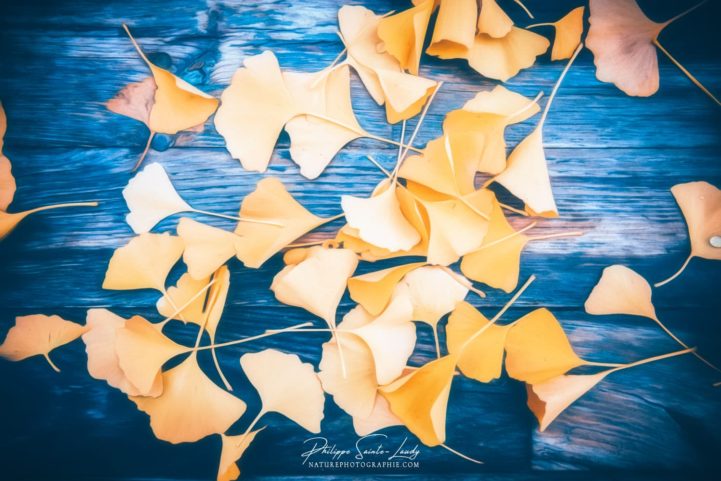Feuilles de ginkgo en paintographie sur une table en bois bleue