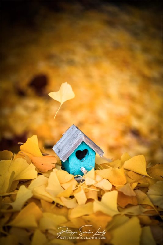 Une petite maison en bois au milieu de feuilles de ginkgo