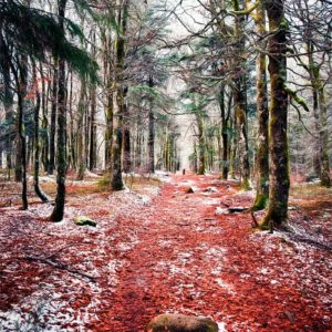 Carpet Visitor Tapis de feuilles rouge