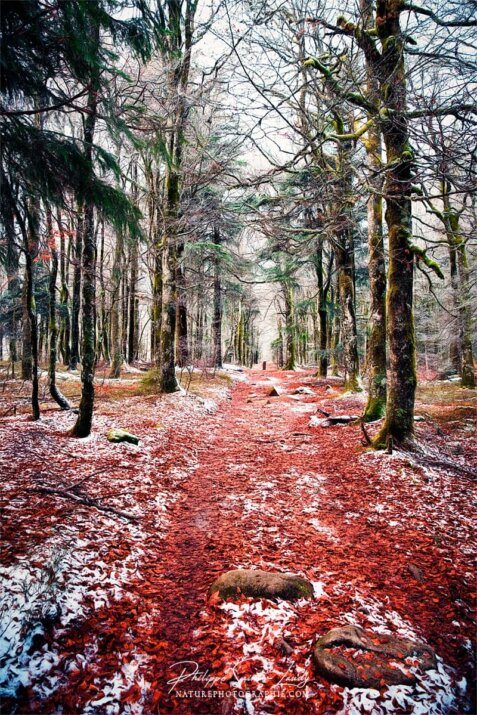 Tapis de feuilles rouge
