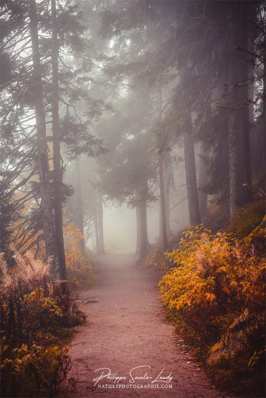 Ambiance brumeuse dans une forêt en automne