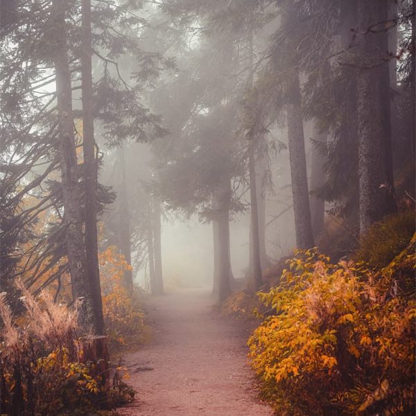 Chasing The Winds of Fall Ambiance brumeuse dans une forêt en automne