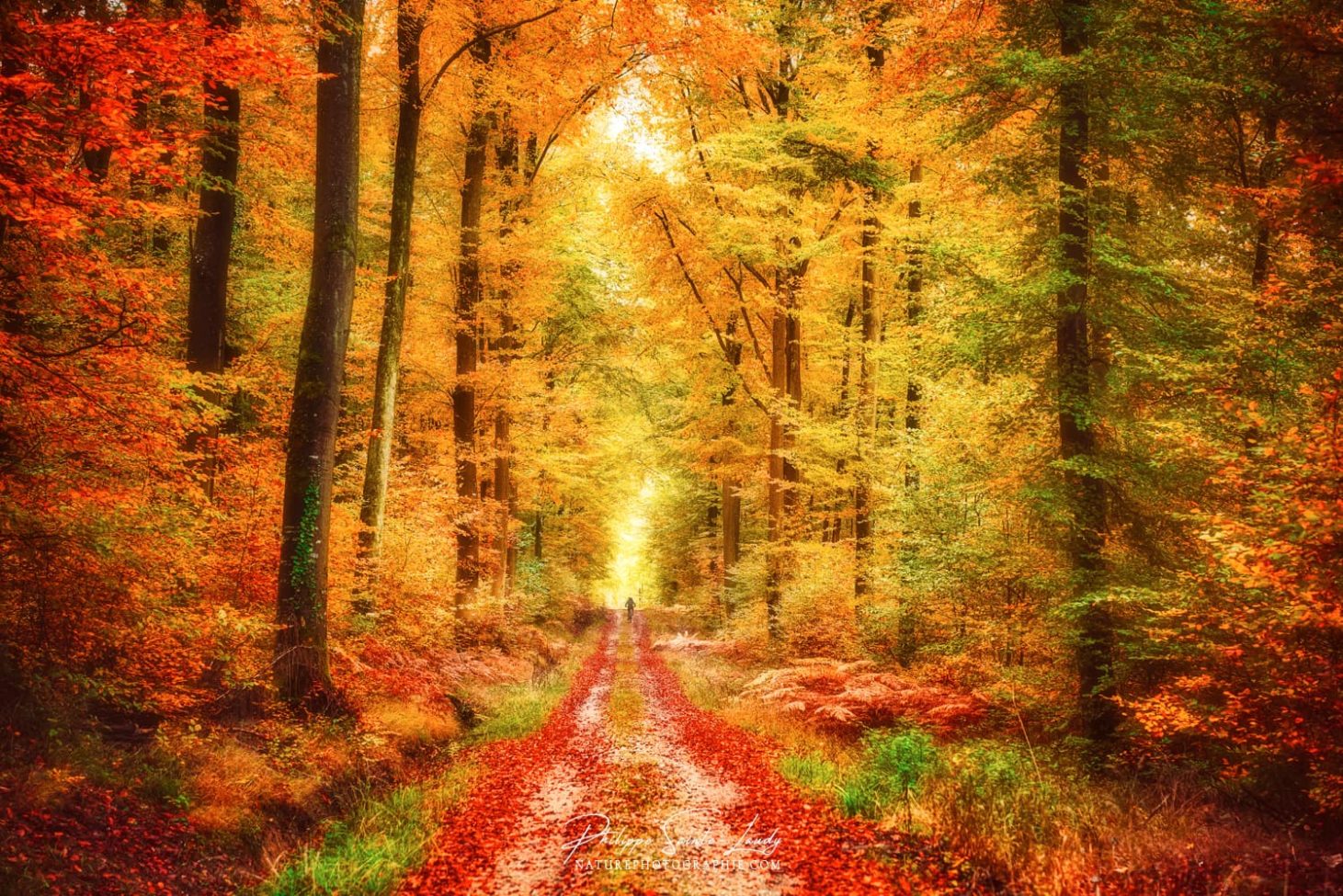 Forêt avec ses couleurs d'automne