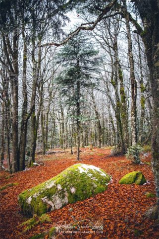 Rocher recouvert de mousse verte en forêt