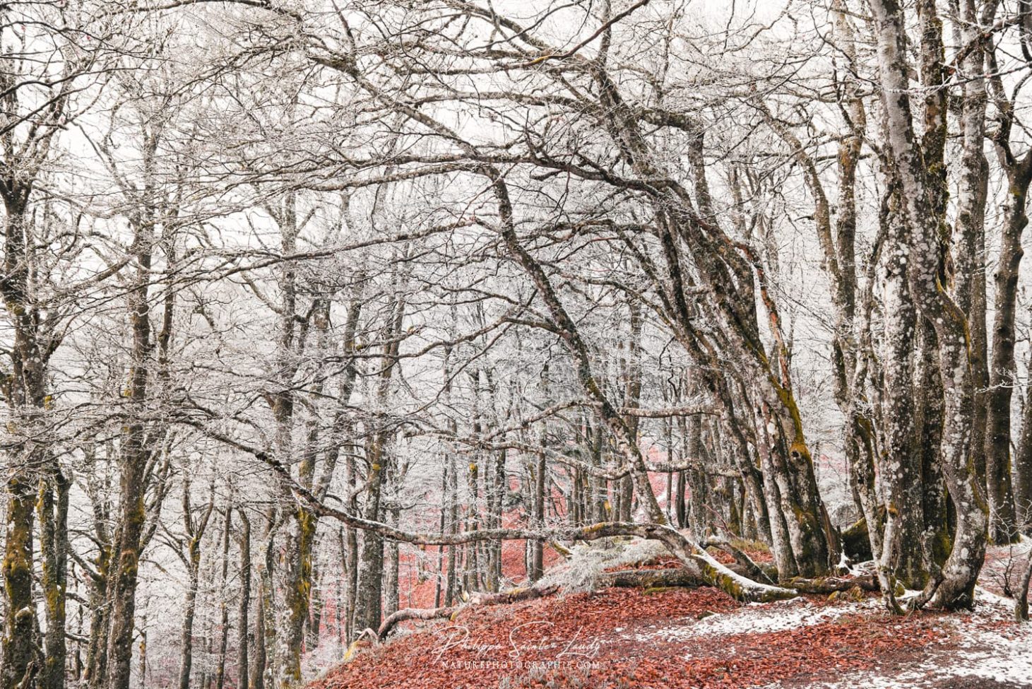 Première neige en forêt