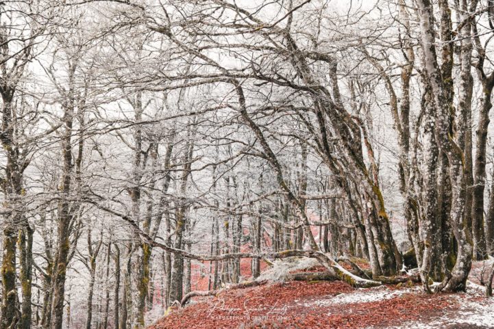 Première neige en forêt