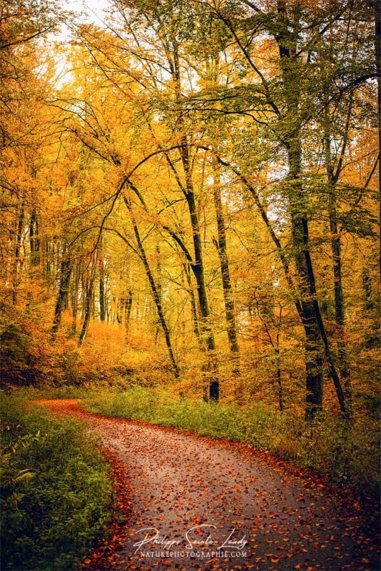 Feuilles mortes sur une route en forêt