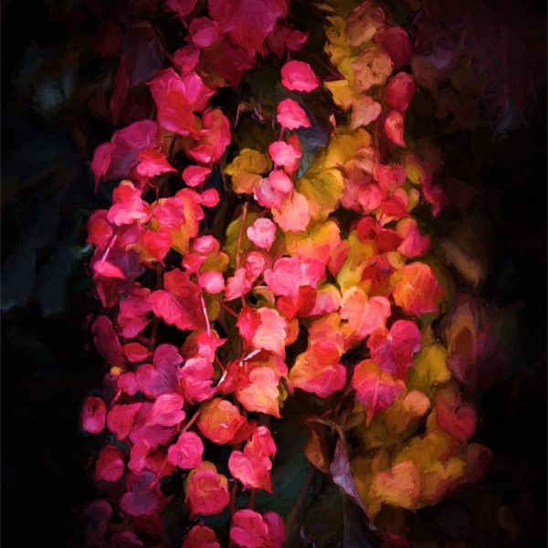 Lierre rouge en automne