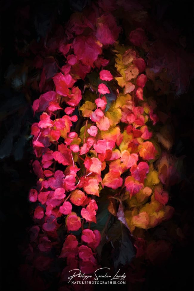 Lierre rouge en automne