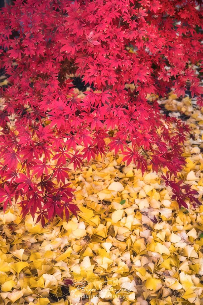 Des feuilles de ginkgo et d'érable