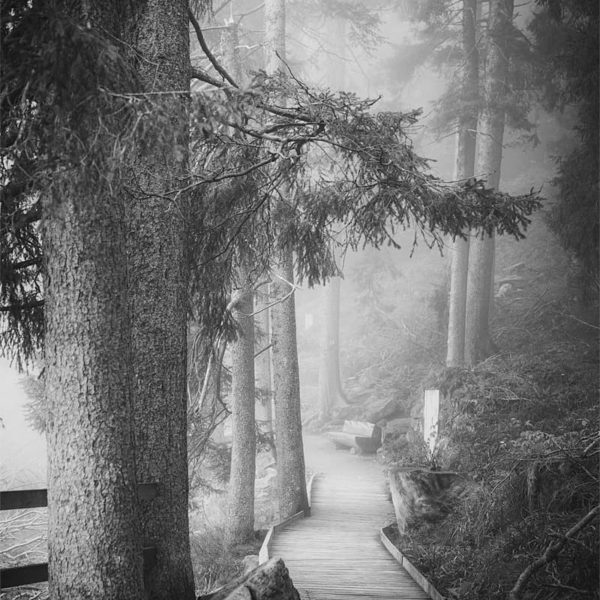 Forest Glow Photo N&B du sentier autour du Mummelsee - Allemagne